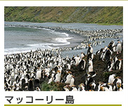 マッコーリー島