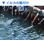 CJ̉at