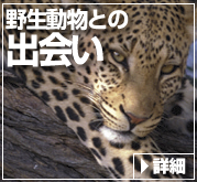 野生動物との出会い