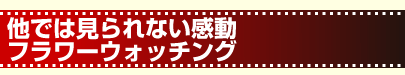 他では見られない感動　フラワーウォッチング