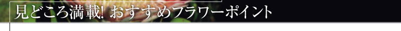 見どころ満載！おすすめフラワーポイント