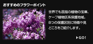 おすすめのフラワーポイント
