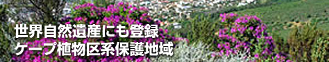 世界自然遺産にも登録 ケープ植物区系保護地域