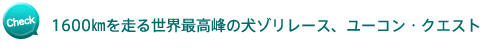 1600kmを走る世界最高峰の犬ゾリレース、ユーコン・クエスト