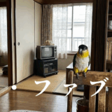 ザ・ファブルアイキャッチ