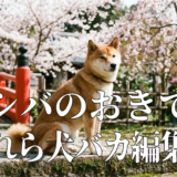シバのおきて～われら犬バカ編集部～アイキャッチ