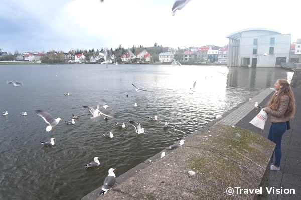 レイキャヴィーク中心部のチョルトニン湖は市民の憩いの場。いつも誰かが鳥に餌を与えている