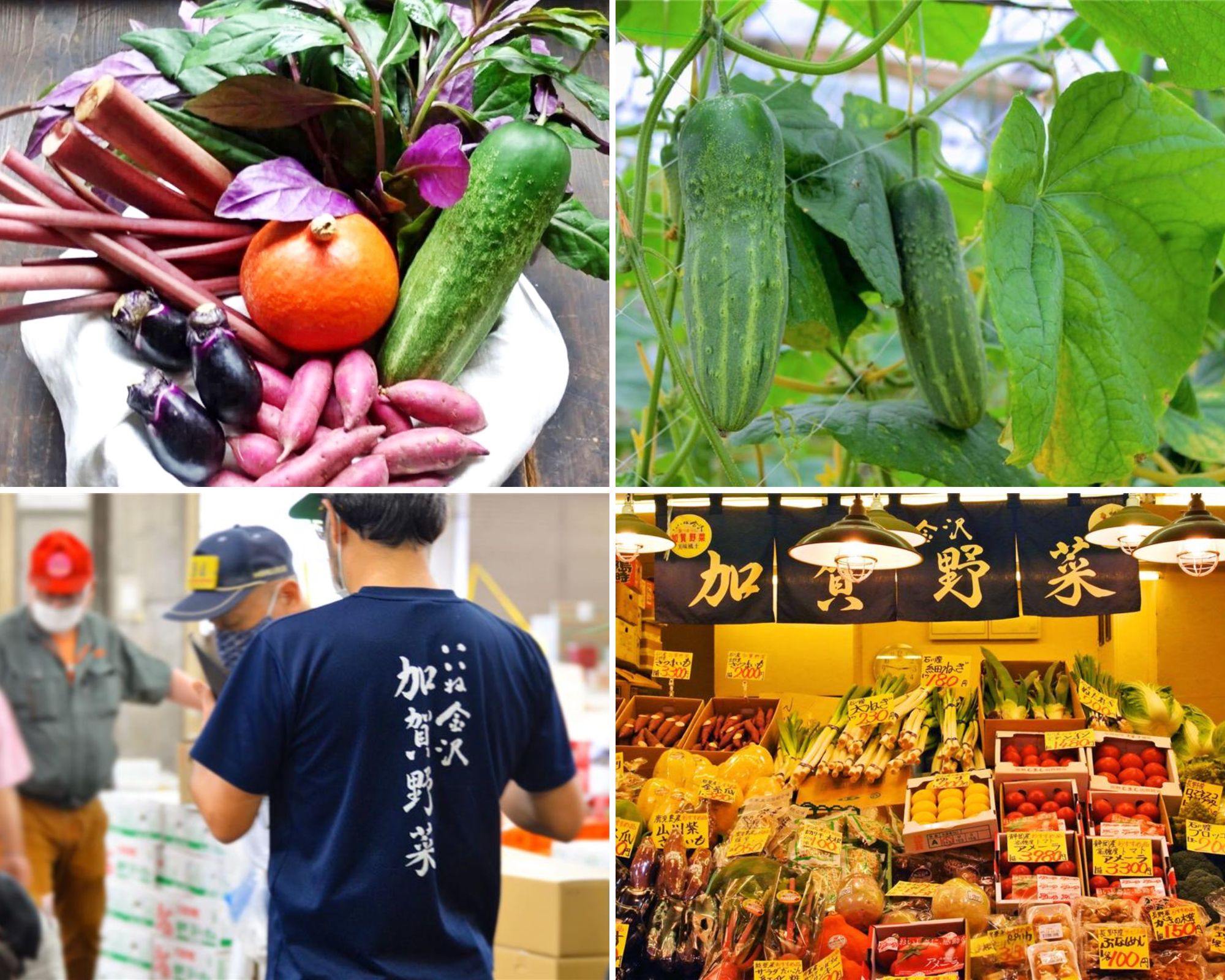 【VELTRA STORE】「近江町市場」から直送　加賀野菜5種セット