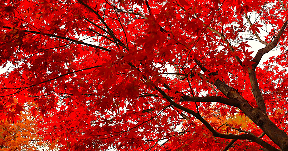紅葉