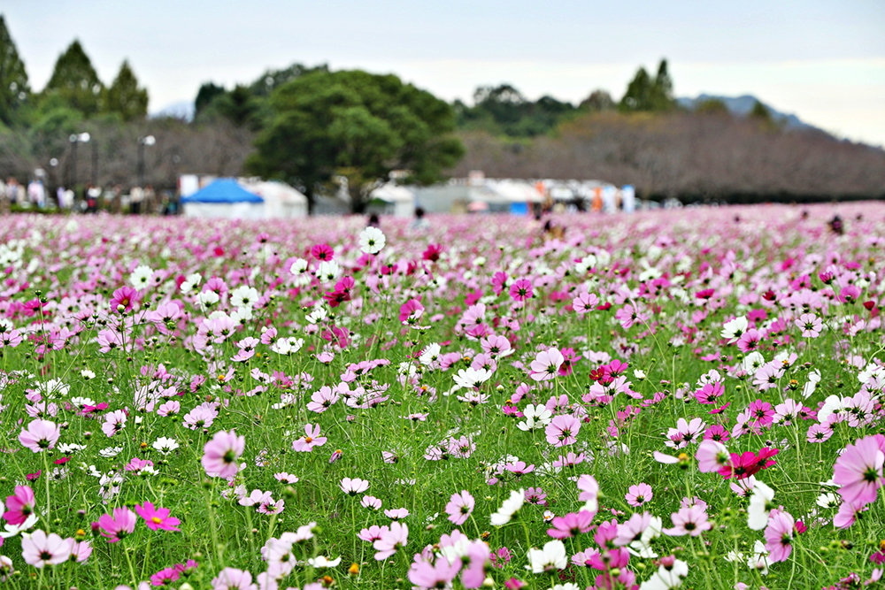 キリン花園