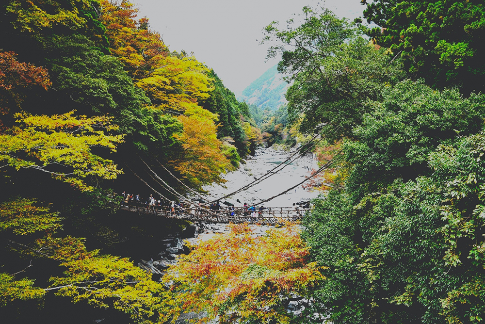 祖谷のかずら橋