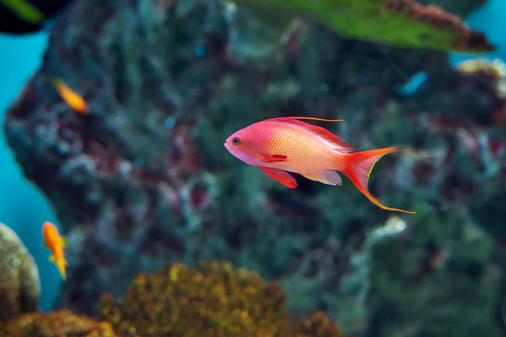 森の中の水族館。