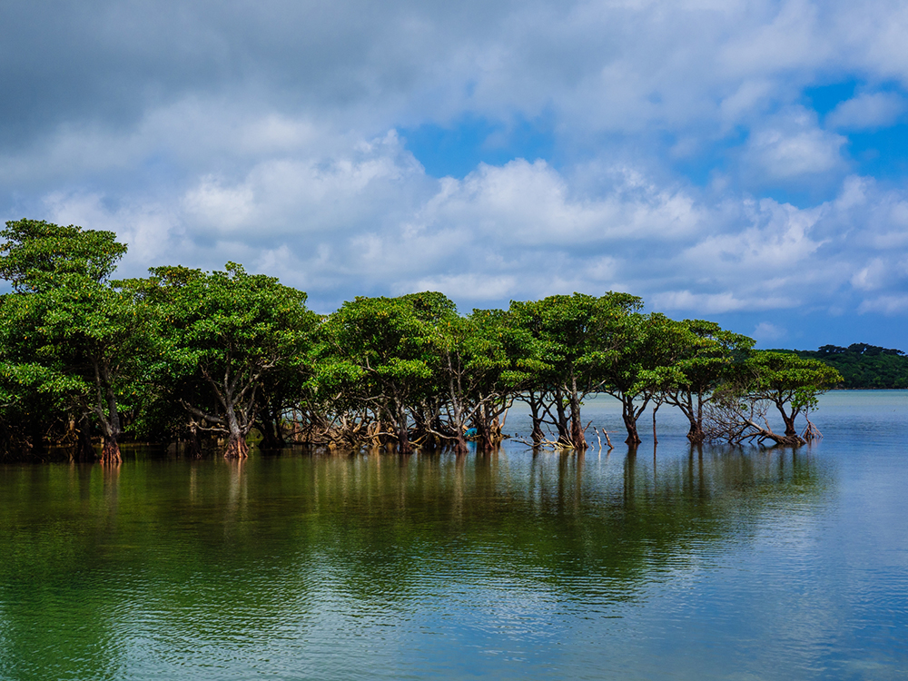 マングローブ林