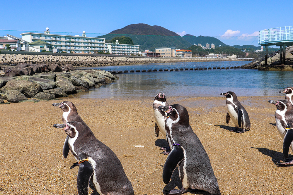 長崎ペンギン水族館