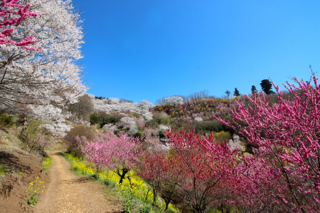 春の福島・桜