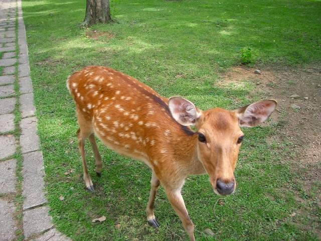 奈良公園