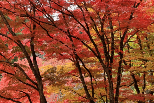 真っ赤な紅葉