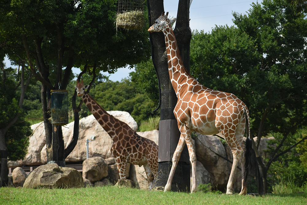 よこはま動物園ズーラシア