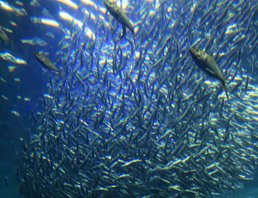新江ノ島水族館