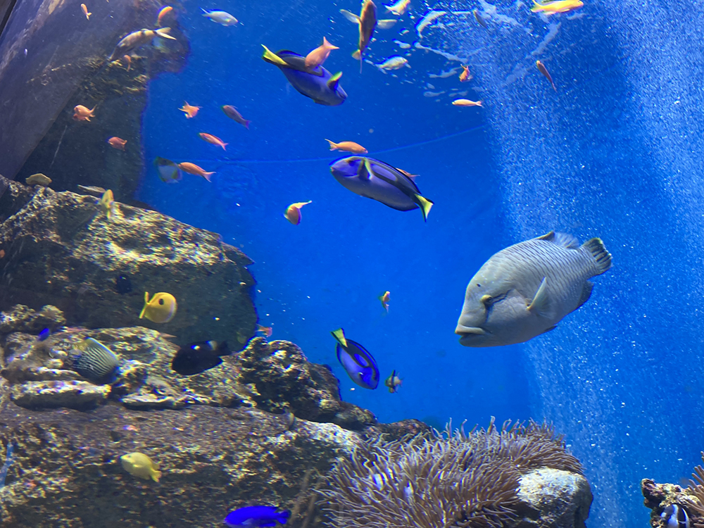 仙台うみの杜水族館