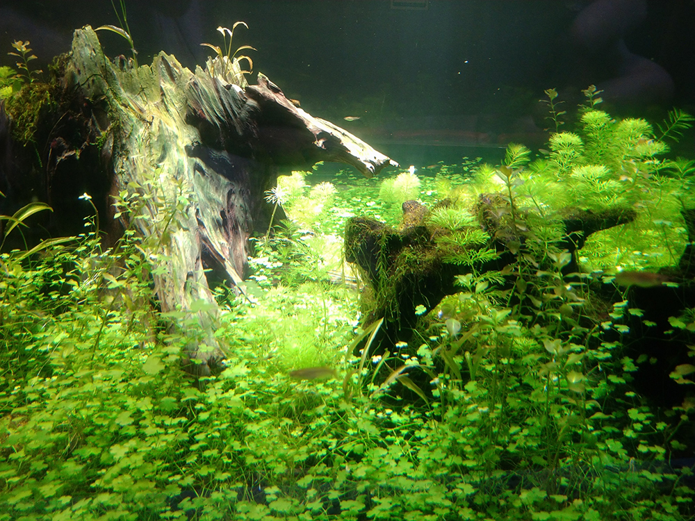 森の中の水族館。