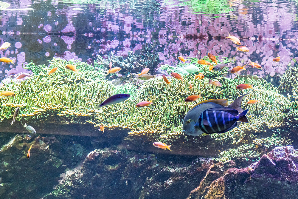水の生き物