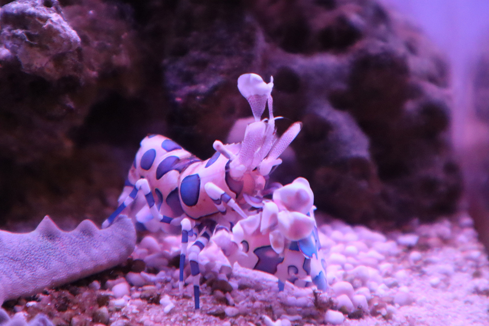水の生き物