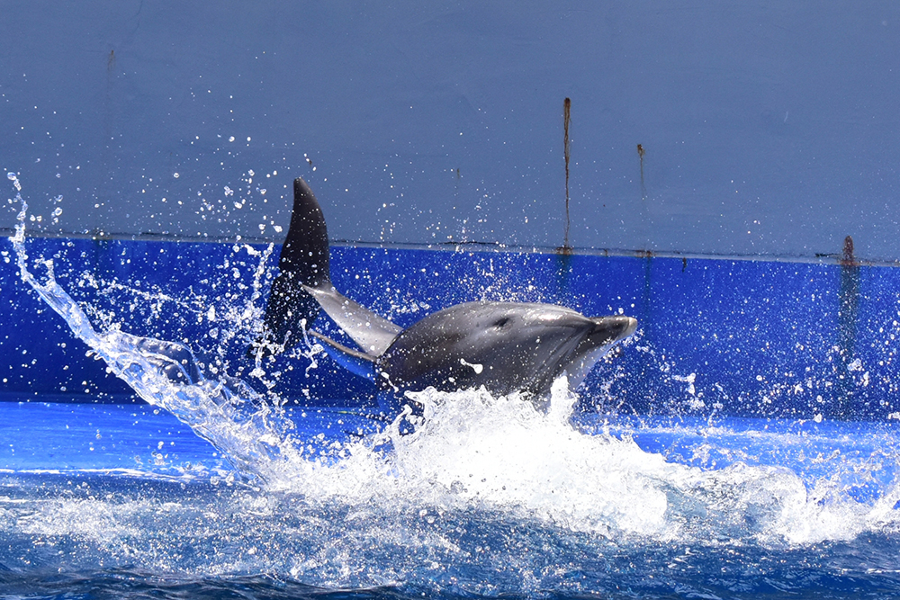 大分マリーンパレス水族館「うみたまご」