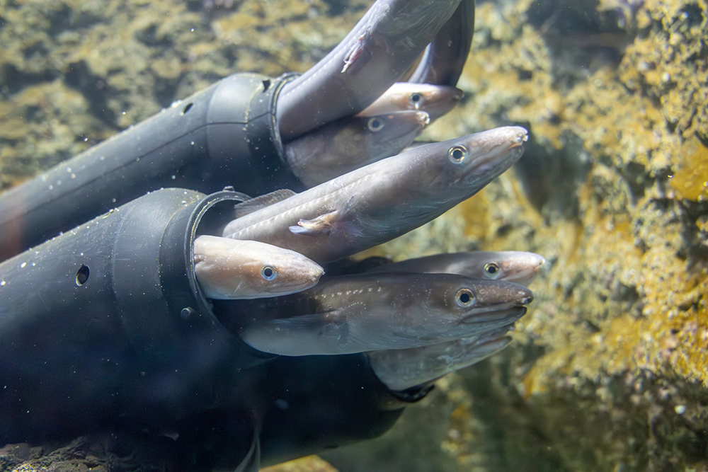 水の生き物