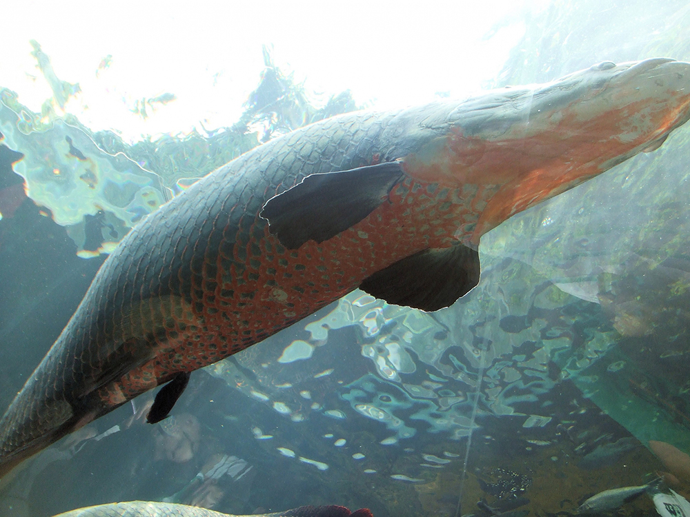 栃木県なかがわ水遊園