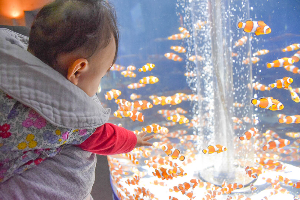 赤ちゃんと水族館