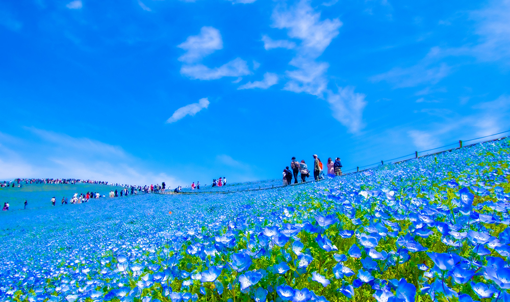 国営ひたち海浜公園