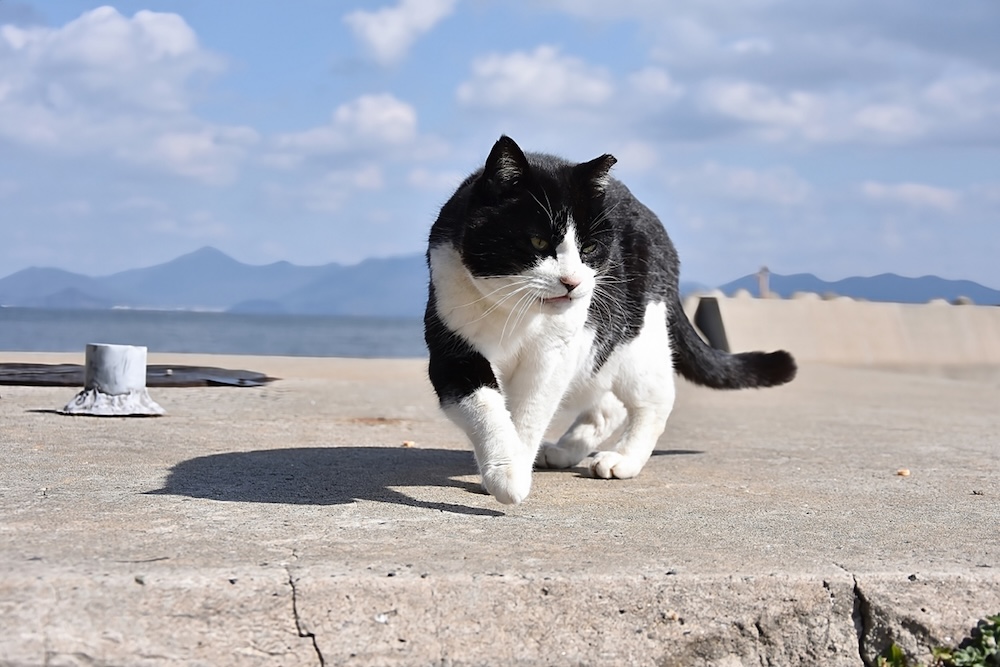猫島はどこにある？全国の“猫の楽園”14島とおすすめ猫旅スポット