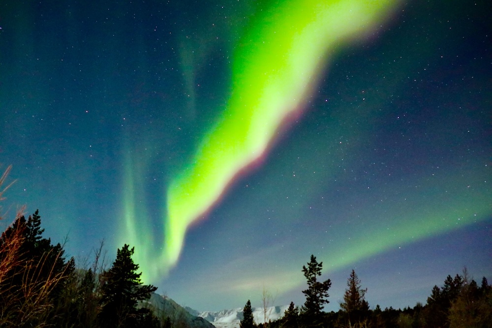 7/10 写真更新　　ビカクシダ　aurora ウィリンキー　オーロラ DSCF1845.jpg